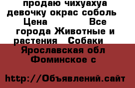 продаю чихуахуа девочку,окрас соболь › Цена ­ 25 000 - Все города Животные и растения » Собаки   . Ярославская обл.,Фоминское с.